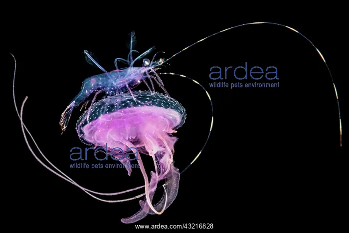 : Pelagic shrimp on a Mauve stinger jellyfish (Pelagia : Pelagic shrimp on a Mauve stinger jellyfish (Pelagia