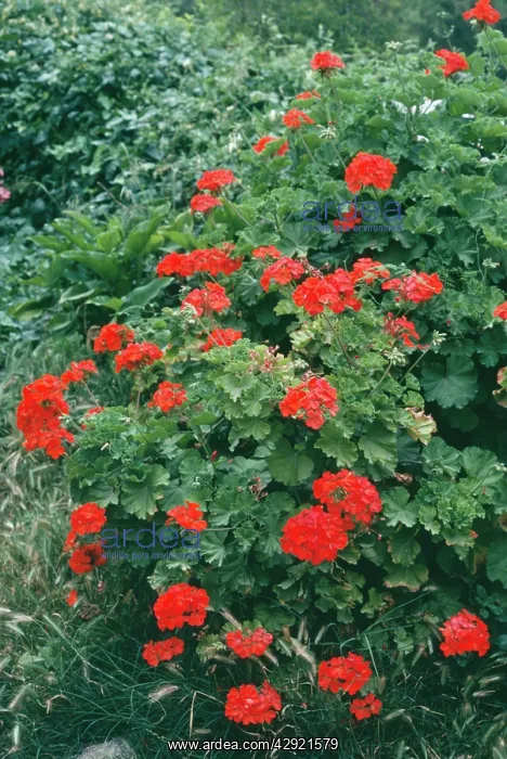  : Pelargonium
