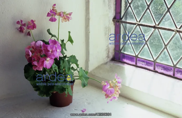 : Pelargonium : Pelargonium