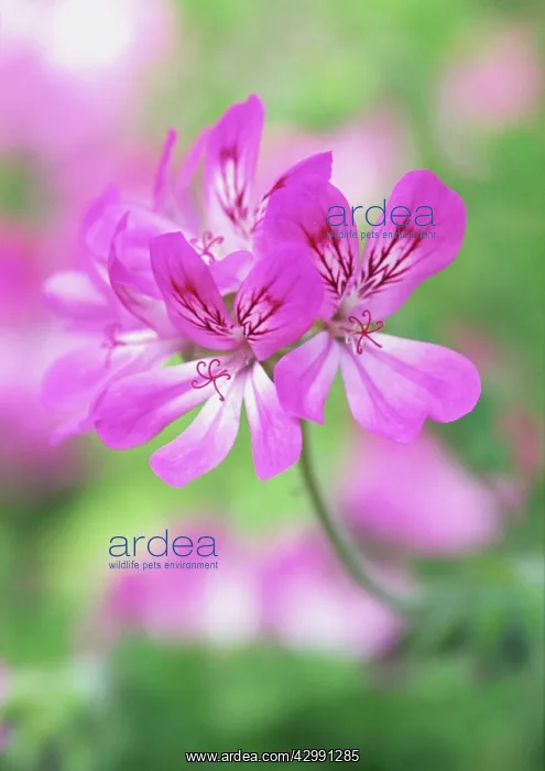 : Pelargonium : Pelargonium