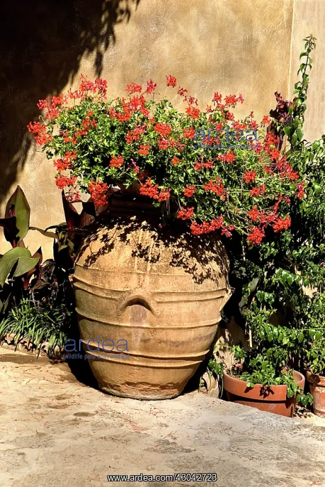 : Pelargonium : Pelargonium