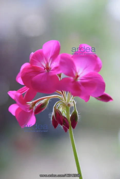 : Pelargonium : Pelargonium