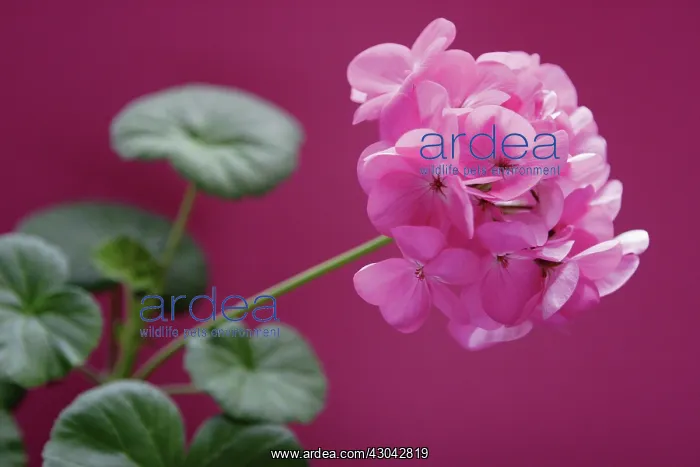 : Pelargonium : Pelargonium