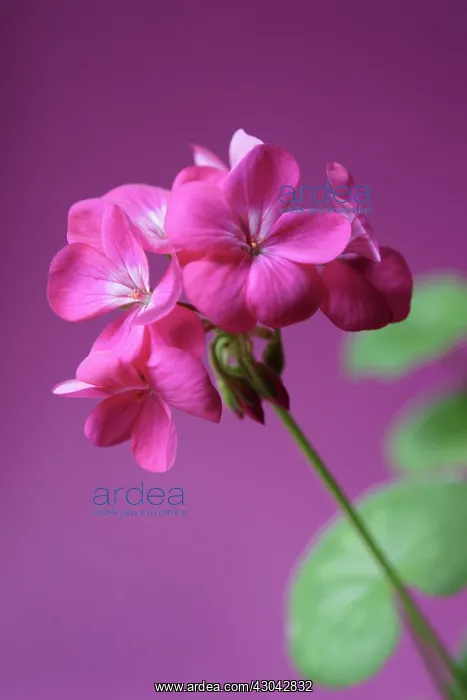 : Pelargonium : Pelargonium