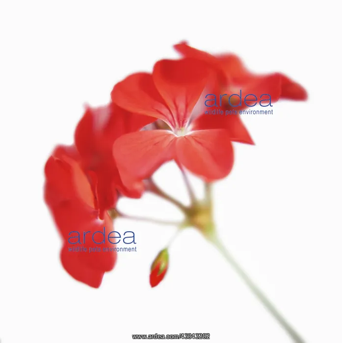 : Pelargonium : Pelargonium