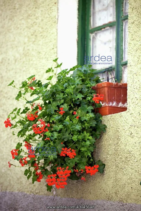 : Pelargonium : Pelargonium