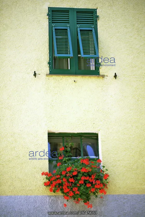 : Pelargonium : Pelargonium