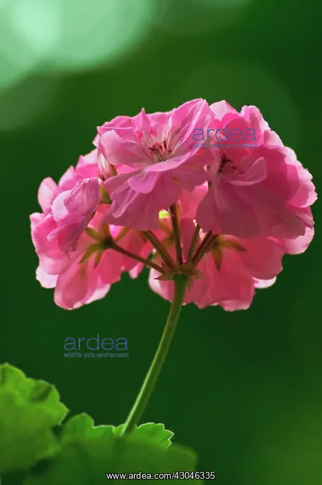 : Pelargonium : Pelargonium