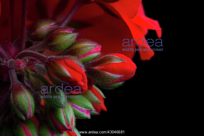  : Pelargonium