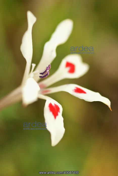 : Pelargonium : Pelargonium
