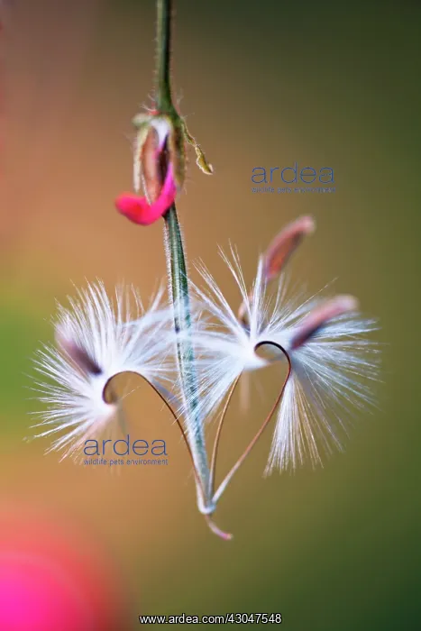 : Pelargonium : Pelargonium