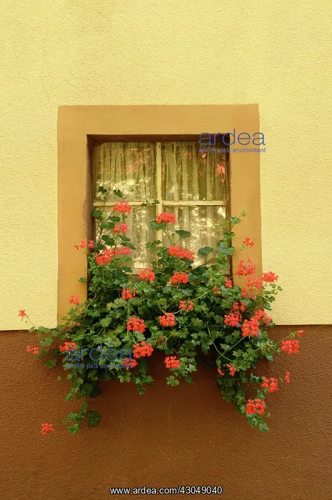 : Pelargonium : Pelargonium