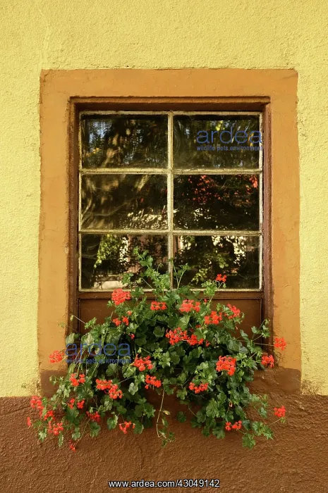 : Pelargonium : Pelargonium