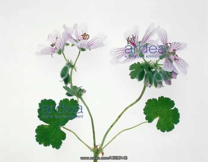 : Pelargonium : Pelargonium