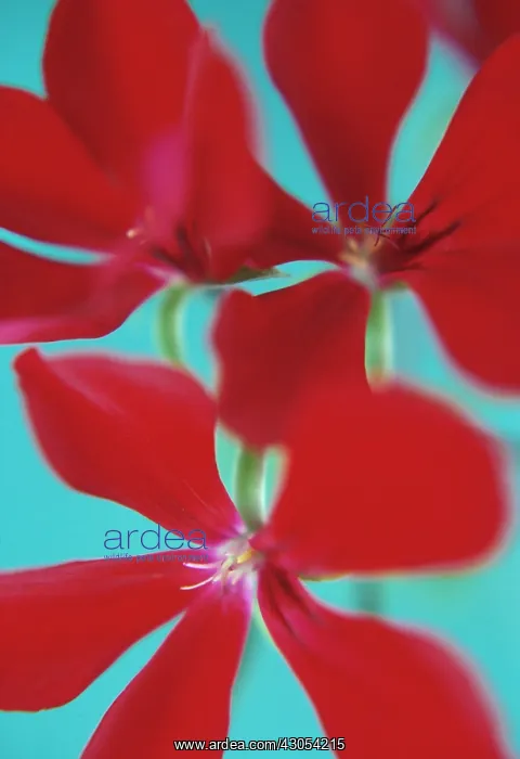  : Pelargonium