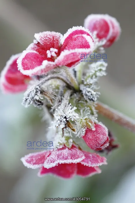 : Pelargonium : Pelargonium