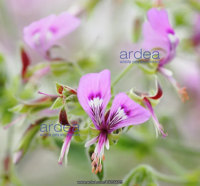 : Pelargonium : Pelargonium