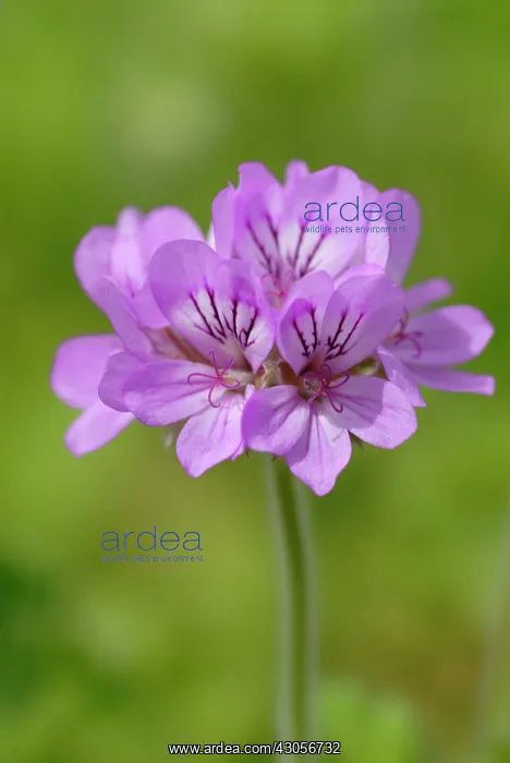 : Pelargonium : Pelargonium