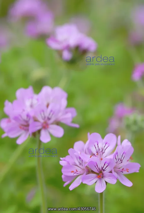 : Pelargonium : Pelargonium
