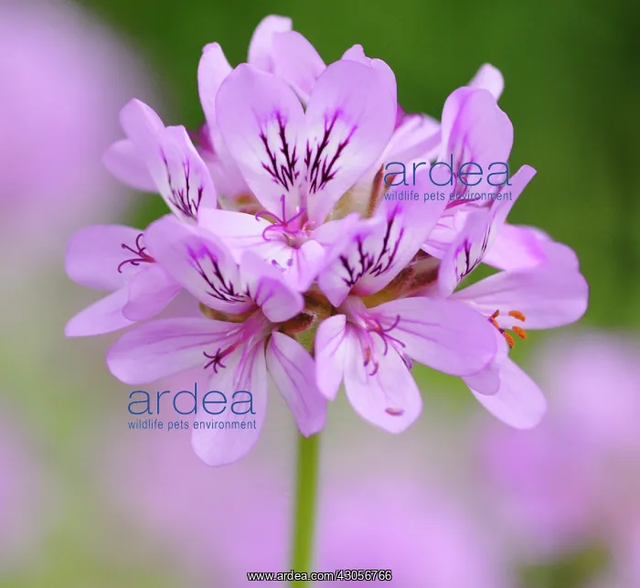 : Pelargonium : Pelargonium