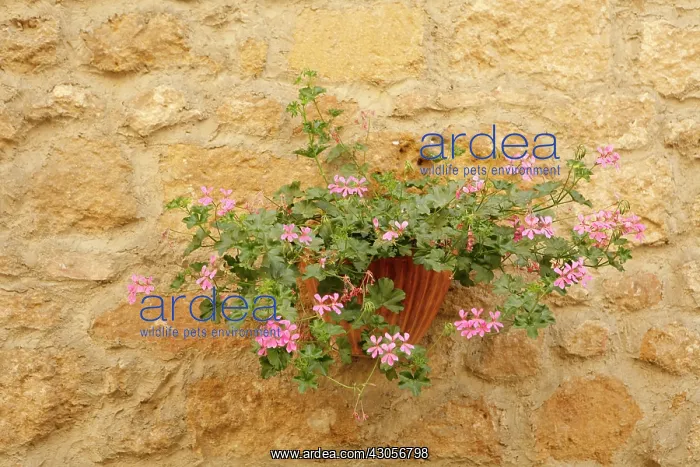 : Pelargonium : Pelargonium