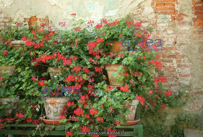 : Pelargonium : Pelargonium