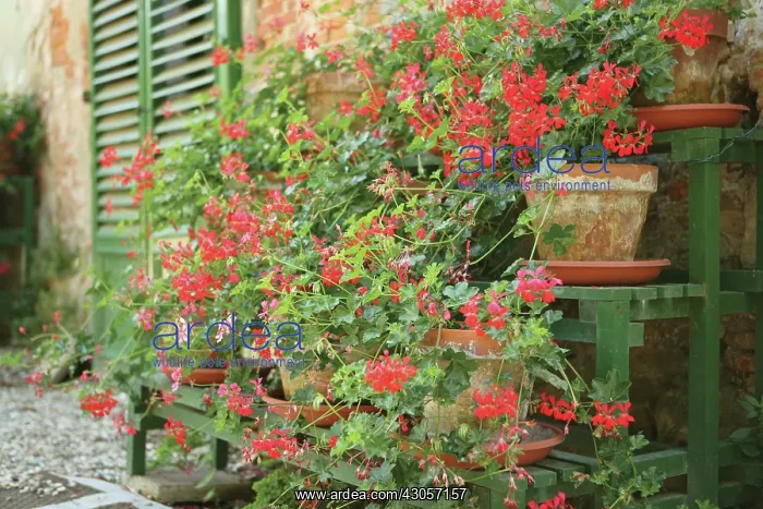 : Pelargonium : Pelargonium
