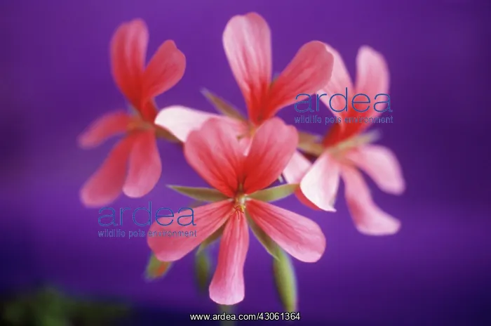 : Pelargonium : Pelargonium