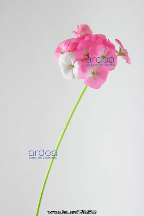 : Pelargonium : Pelargonium