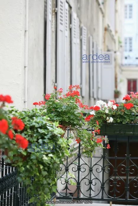 : Pelargonium : Pelargonium