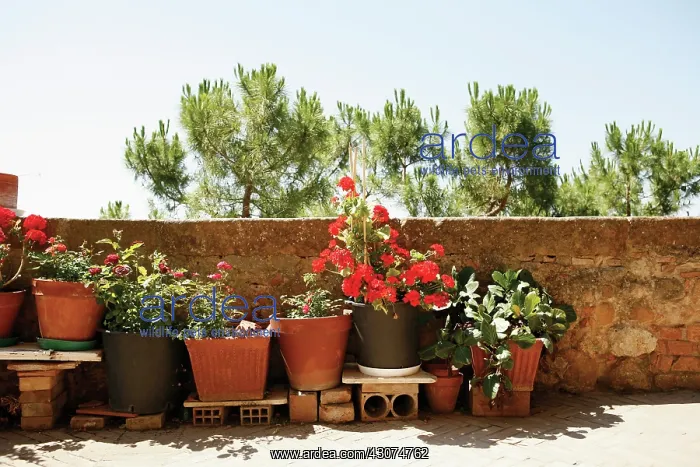 : Pelargonium : Pelargonium