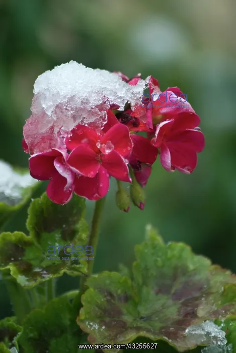 : Pelargonium : Pelargonium