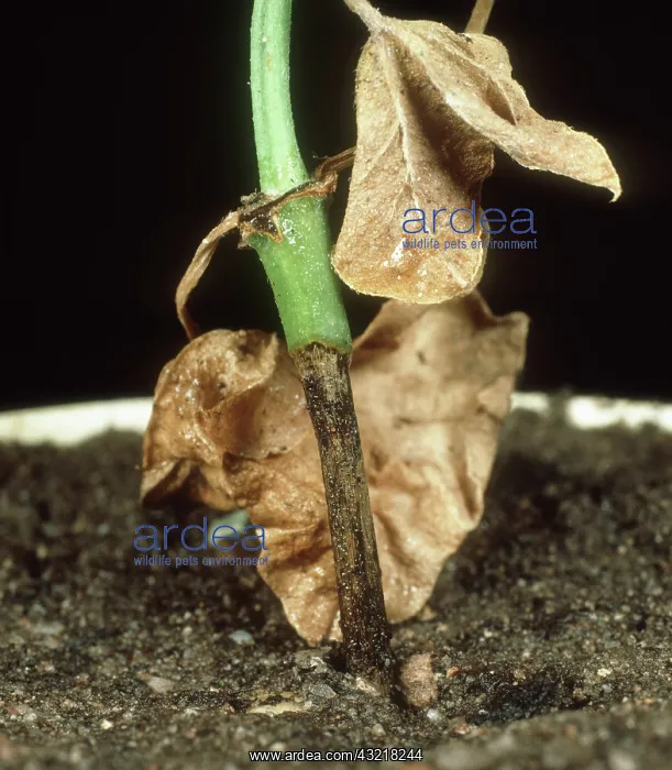 : Pelargonium blackleg : Pelargonium blackleg