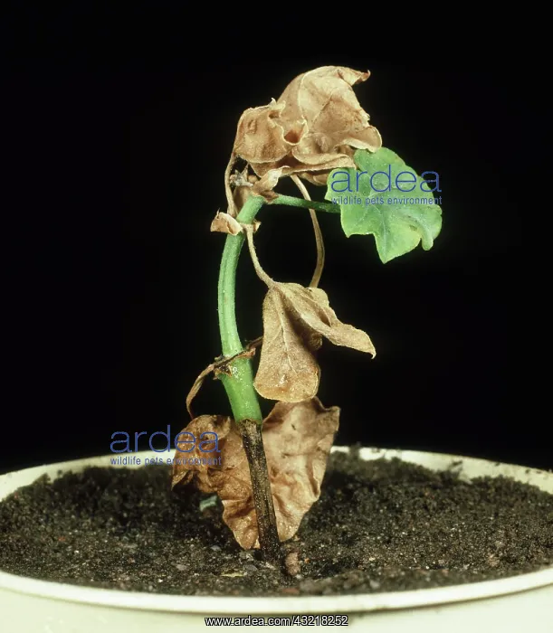 : Pelargonium blackleg : Pelargonium blackleg