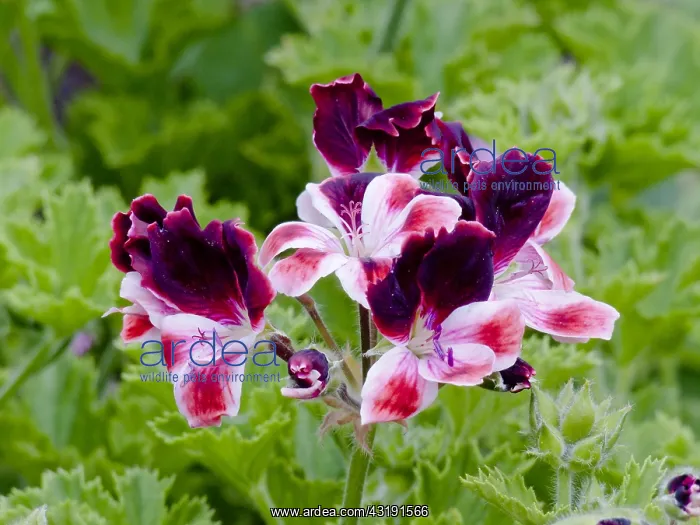 : Pelargonium Blick in bloom in a garden : Pelargonium Blick in bloom in a garden