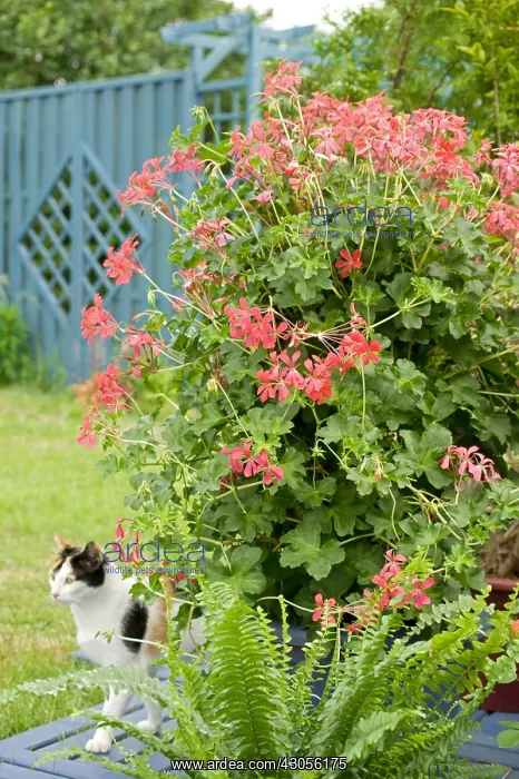 : Pelargonium in bloom and cat on a garden terrace : Pelargonium in bloom and cat on a garden terrace