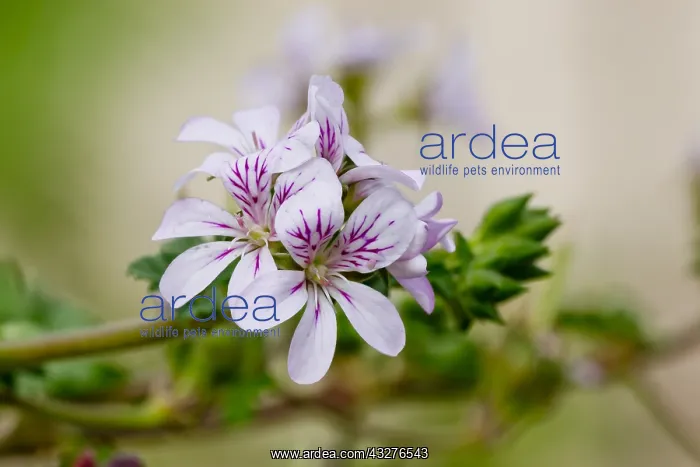 : Pelargonium in bloom in a garden : Pelargonium in bloom in a garden