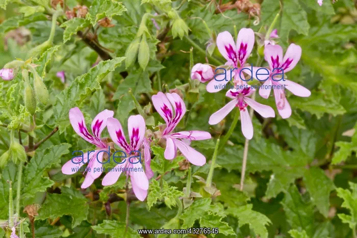 : Pelargonium in bloom in a garden : Pelargonium in bloom in a garden