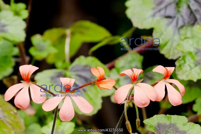 : Pelargonium The Boar in bloom in a garden : Pelargonium The Boar in bloom in a garden