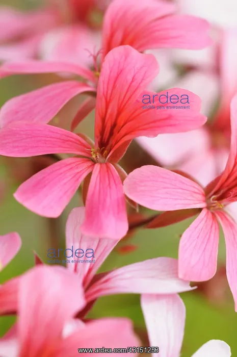 : Pelargonium, Close up detail of red coloured flower growing : Pelargonium, Close up detail of red coloured flower growing