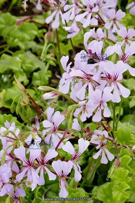 : Pelargonium Clyperton in bloom in a garden : Pelargonium Clyperton in bloom in a garden