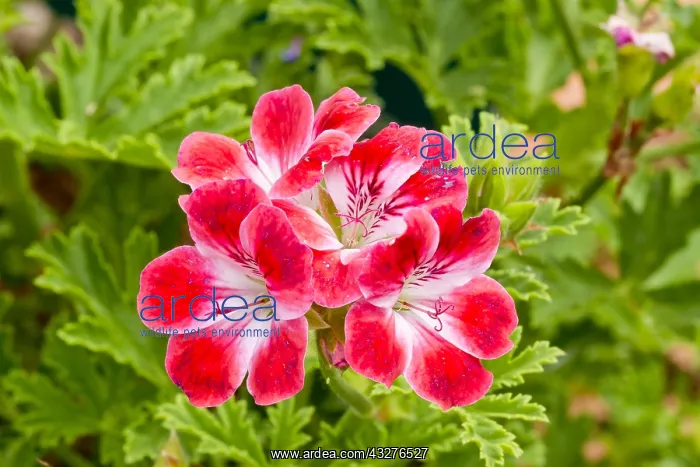 : Pelargonium Madame Nonin in bloom in a garden : Pelargonium Madame Nonin in bloom in a garden