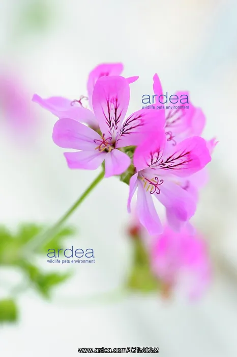 : Pelargonium, Pelargonium Pink Capricorn, Side view of pink : Pelargonium, Pelargonium Pink Capricorn, Side view of pink