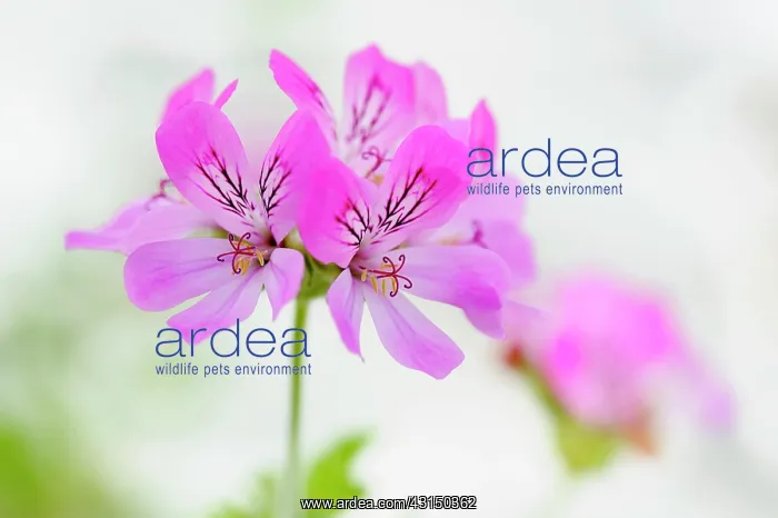  : Pelargonium, Pelargonium Pink Capricorn, Side view of pink