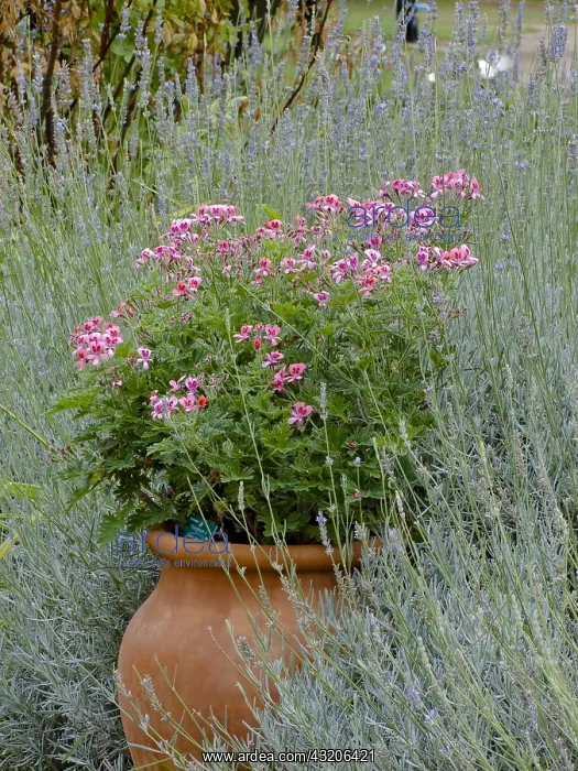 : Pelargonium Roller's Satanique in bloom in a garden : Pelargonium Roller's Satanique in bloom in a garden