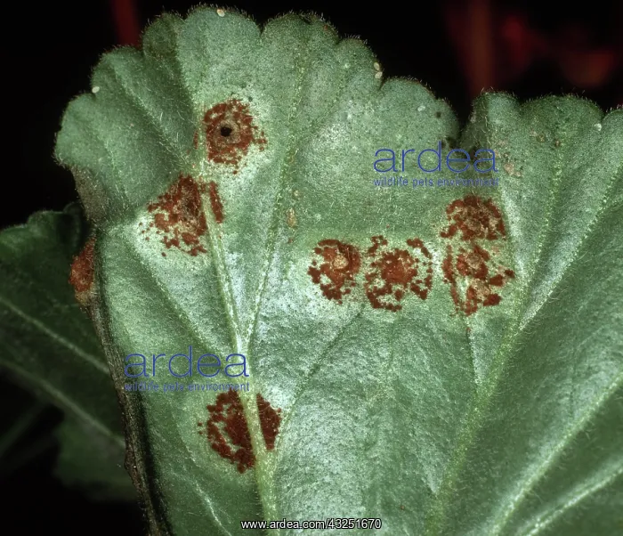 : Pelargonium rust pustules : Pelargonium rust pustules