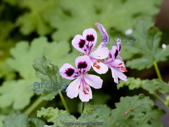 : Pelargonium Scented Royal Oak in bloom in a garden : Pelargonium Scented Royal Oak in bloom in a garden