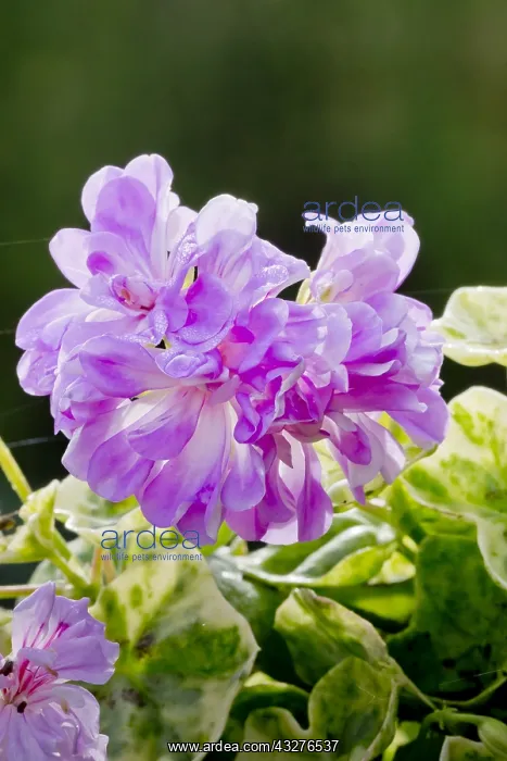 : Pelargonium Wood's Surprise in bloom in a garden : Pelargonium Wood's Surprise in bloom in a garden