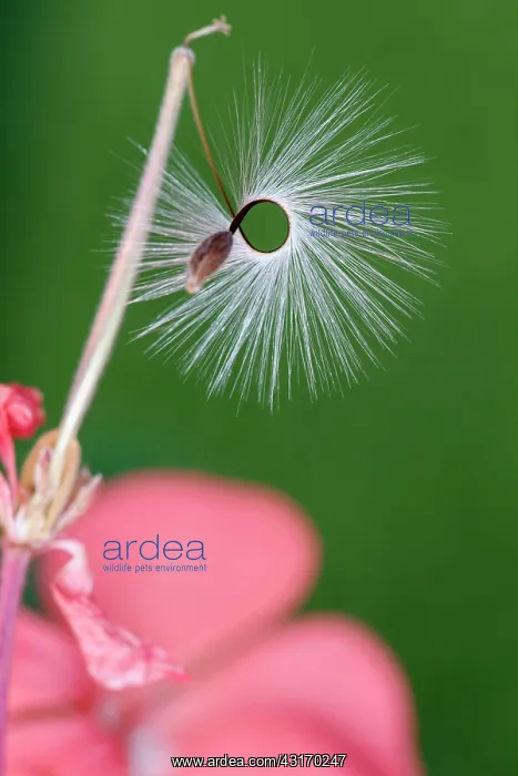 : Pelargonium x hortorum Red Satisfaction, Close : Pelargonium x hortorum Red Satisfaction, Close