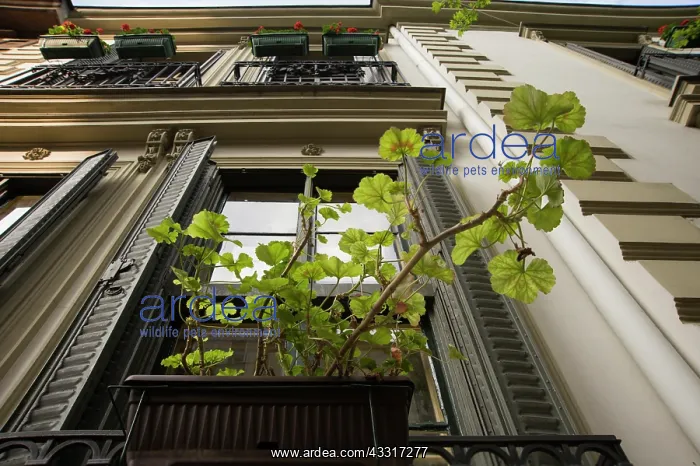 : Pelargoniums growing in window boxes on a building : Pelargoniums growing in window boxes on a building
